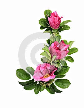 Wild rose (Dog rose)