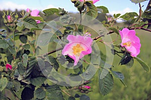 The wild rose dog-rose bush in the flowering stage.