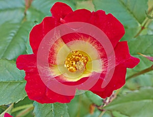 Wild rose flower closeup