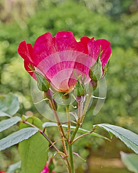 Wild rose flower closeup