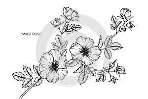 Wild rose flower drawing and sketch.