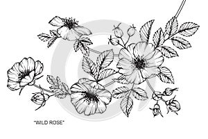 Wild rose flower drawing and sketch.