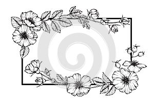 Wild rose flower frame flower drawing and sketch.