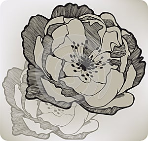 Wild rose flower, hand-drawing.