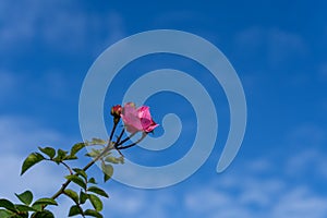 Wild rose flower head pink red with green stem leaves blue sky