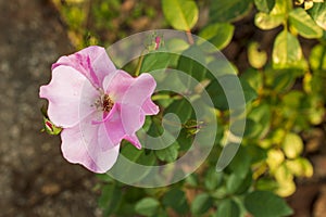 Wild rose flower on its plant