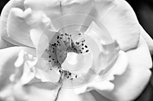 Wild rose flower macro in black and white