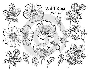 Wild rose flower set, line art drawing. Outline floral design elements isolated on white background, vector illustration