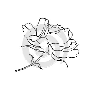 Wild rose flower on stem with leaves. Vector hand drawn floral illustration of blooming rose hip in line art style.