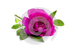 Wild rose flower on a white background