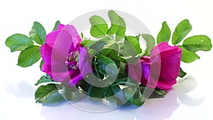 wild rose flower on a white background