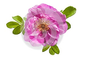 Wild rose flower on white background