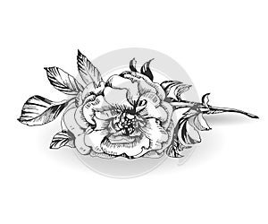 Wild rose flower on white background. Vector.