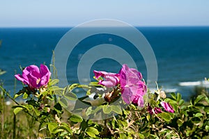 Wild Rose flowers