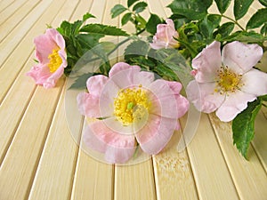 Wild rose flowers