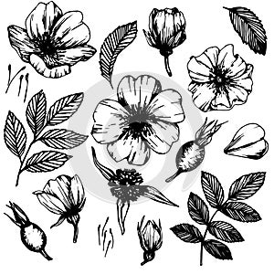 Wild rose flowers and berries, medicinal herb line art drawing. Outline vector illustration isolated on white background