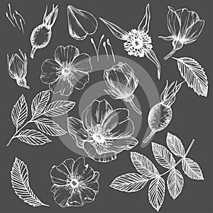 Wild rose flowers and berries, medicinal herb line art drawing. White Outline vector illustration isolated on grey