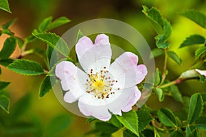 Wild rose flowers or dog rose blossom or sweet briar