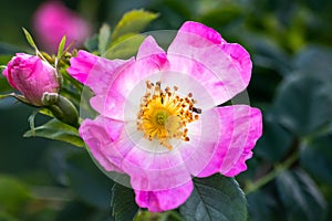 Wild rose flowers or dog rose blossom or sweet briar