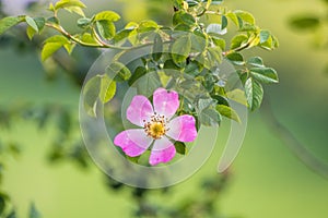 Wild rose flowers or dog rose blossom or sweet briar