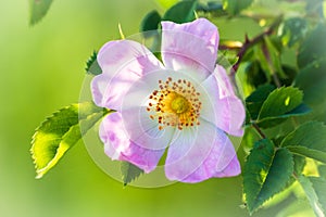 Wild rose flowers or dog rose blossom or sweet briar