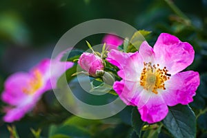 Wild rose flowers or dog rose blossom or sweet briar