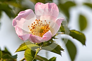 Wild rose flowers or dog rose blossom or sweet briar