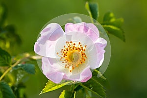 Wild rose flowers or dog rose blossom or sweet briar