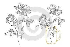 Wild rose flowers drawing and sketch illustrations. Decorative floral set for fabric, textile, wrapping paper, card