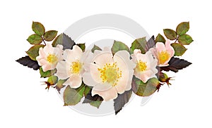Wild rose flowers and leaves arrangement in a floral arrangement isolated