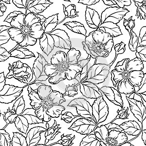 Wild rose flowers seamless pattern