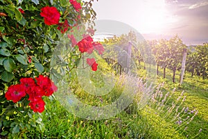 Wild rose flowers and vineyard in Vipava valley
