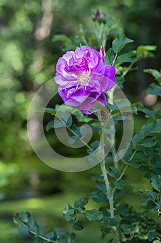 Wild Rose in the garden