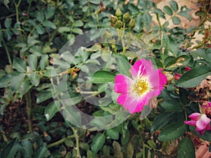 Wild rose in garden. Picture in vintage tone.