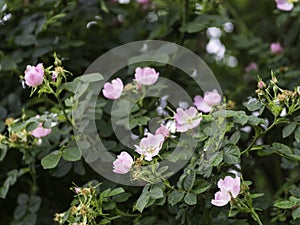 Wild rose, Glaucous dog rose shrub blooming
