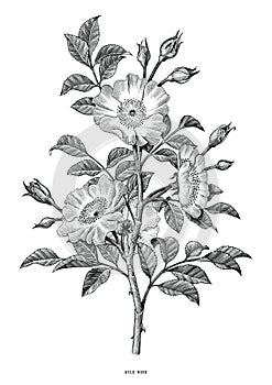 Wild rose hand drawing black and white vintage clip art isolated