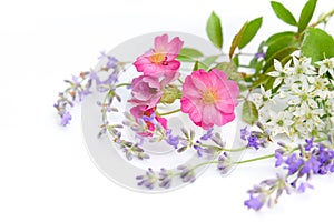 Wild rose and herbal flowers