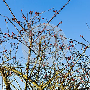 Wild rose hip shrub in winter