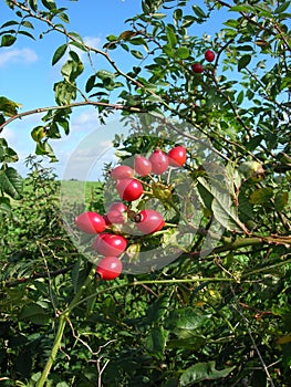 Wild rose hips