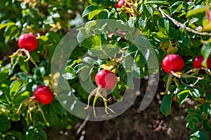 Wild Rose hips of Beach Rose Rosa rugosa in the Lithuanian Dunes by Baltic sea