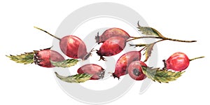 Wild rose hips with briar fruits dog rose with berries and leaves Hand drawn watercolor illustration