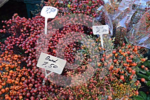 Wild rose hips on a farmers market