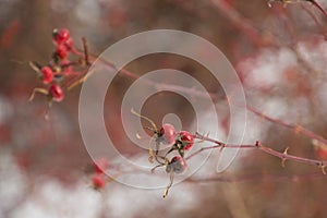 Wild rose hips in the snow background
