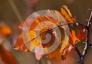 Wild Rose Leaves, Fall