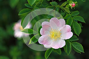 Wild rose
