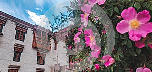 Wild rose outside Hemis Monastery, Ladakh. Ethnobotany: Flowers are used for ornamental purposes photo