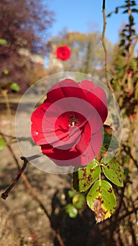 Wild rose in the pale autumn sun light