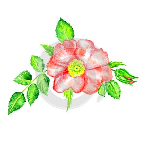 Wild rose pink flower top view, bud and leaves, isolated on white hand painted watercolor