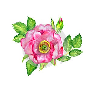 Wild rose pink flower top view, buds and leaves, isolated on white hand painted watercolor