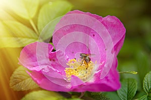 Wild rose, ramanas rose (Rosa rugosa rubra